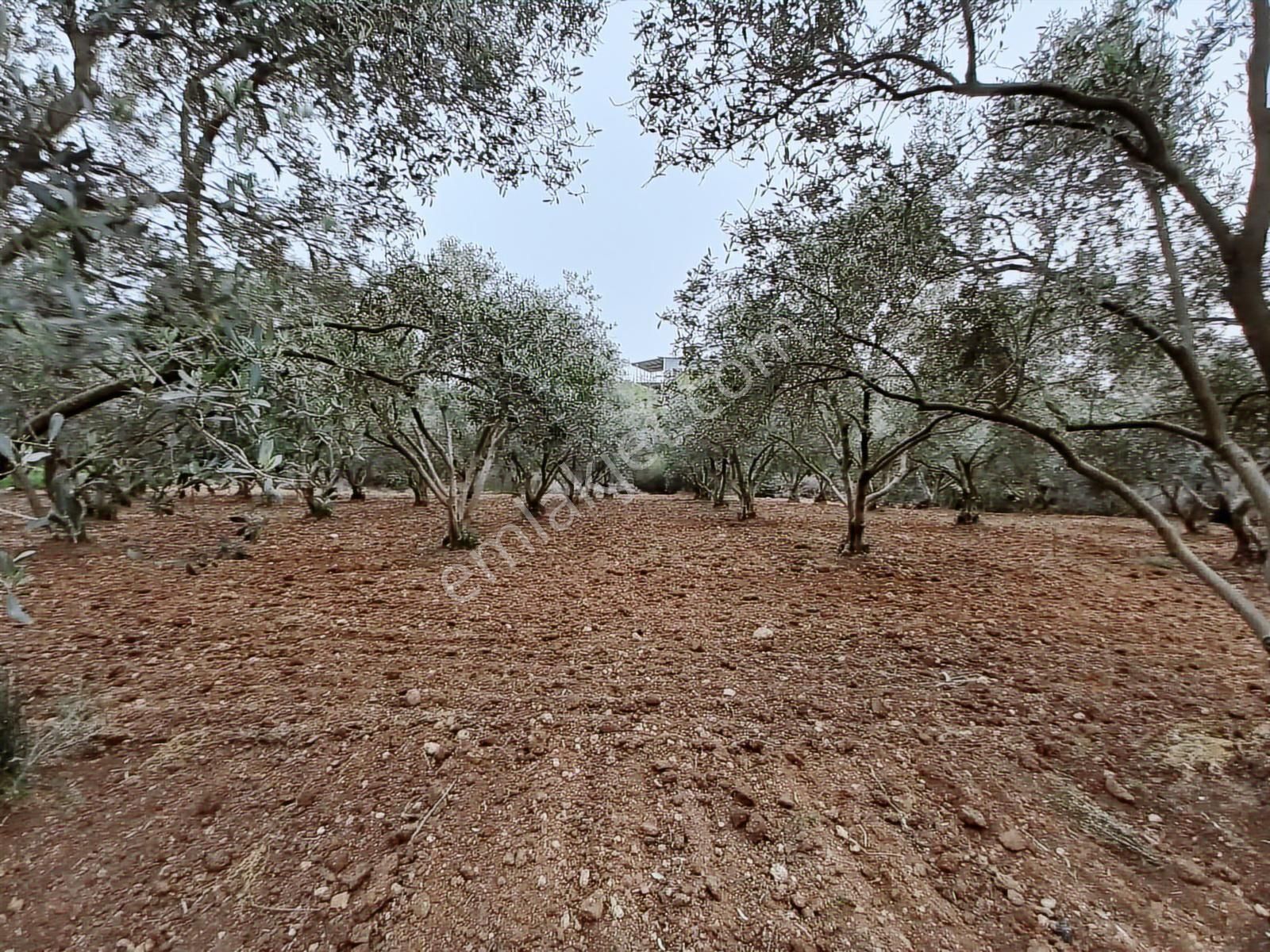 9.000 M2 Satılık Bakımlı Zeytinlik- Menderes Bulgurca - Görsel 10