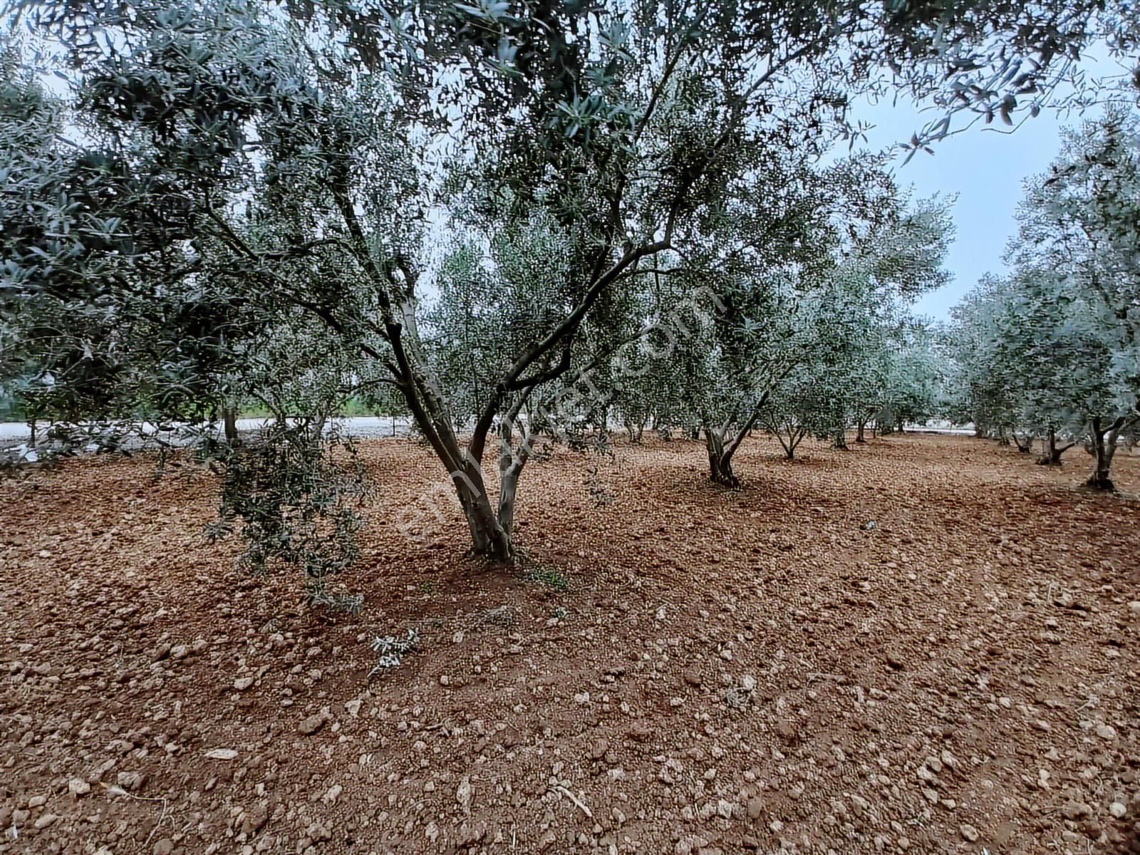 9.000 M2 Satılık Bakımlı Zeytinlik- Menderes Bulgurca - Görsel 17