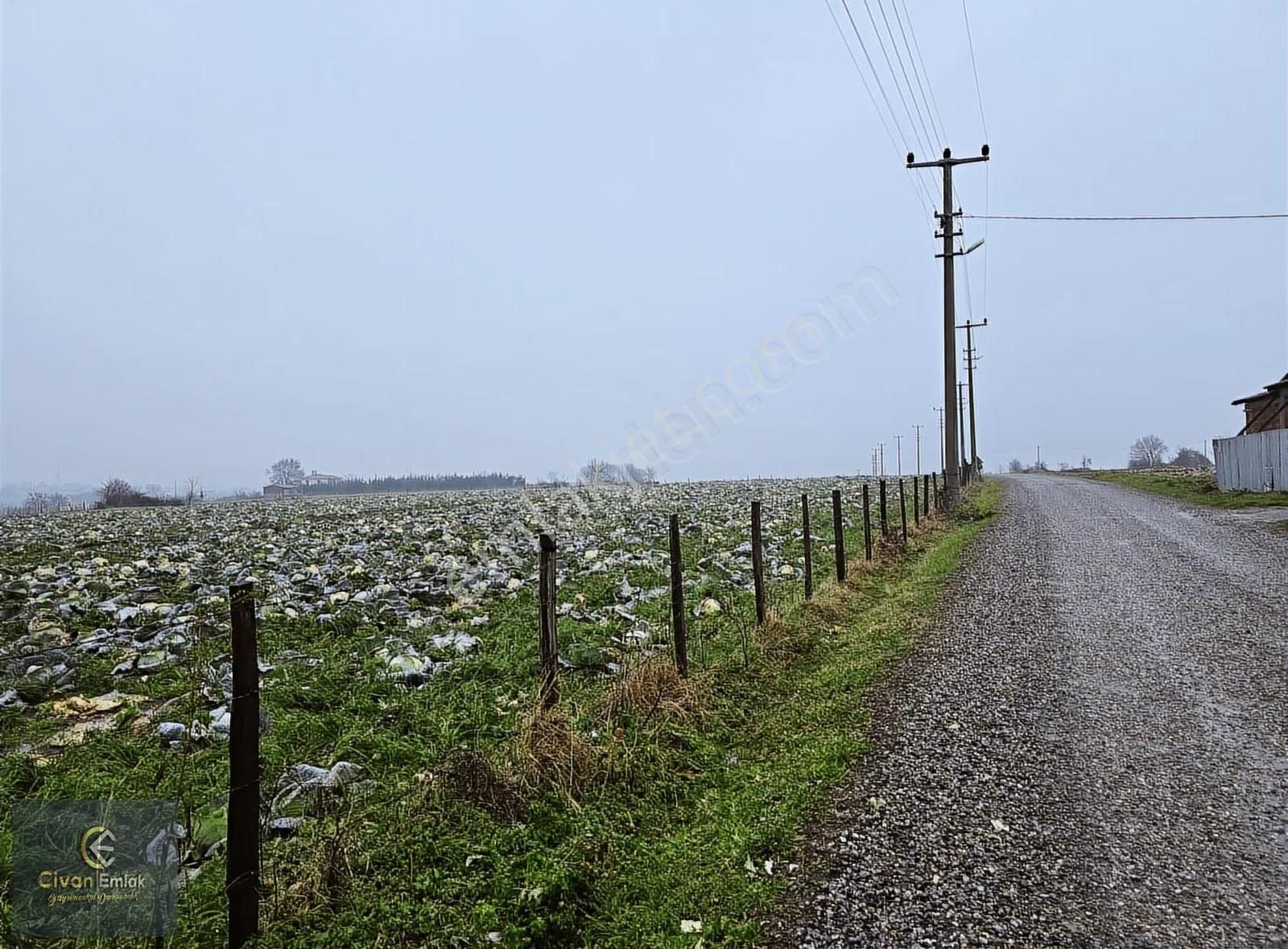 Civan'dan Bafra Osmanbeylide Köy Yerleşkesi İçerisinde Tarla - Görsel 6