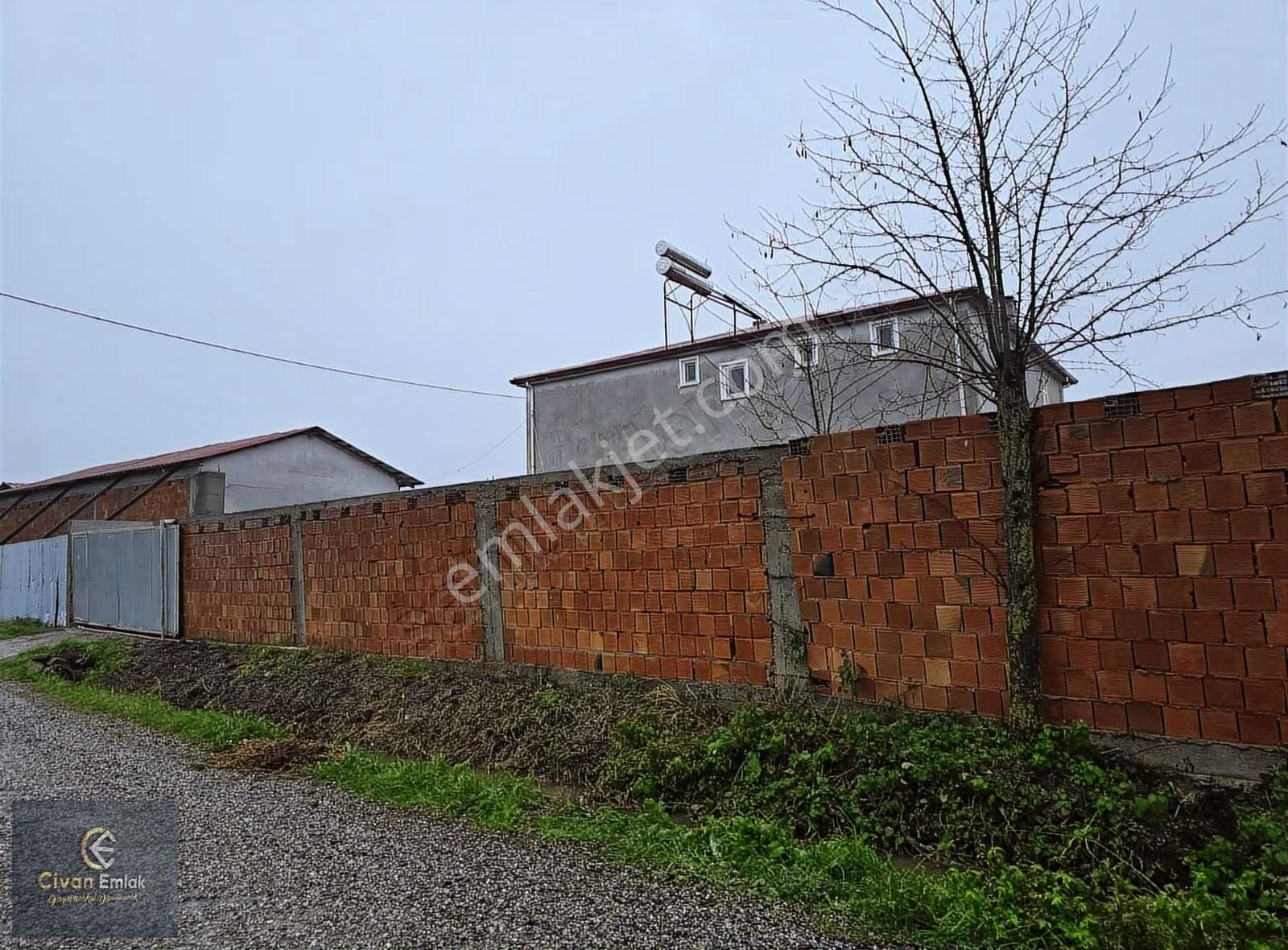 Civan'dan Bafra Osmanbeylide Köy Yerleşkesi İçerisinde Tarla - Görsel 3