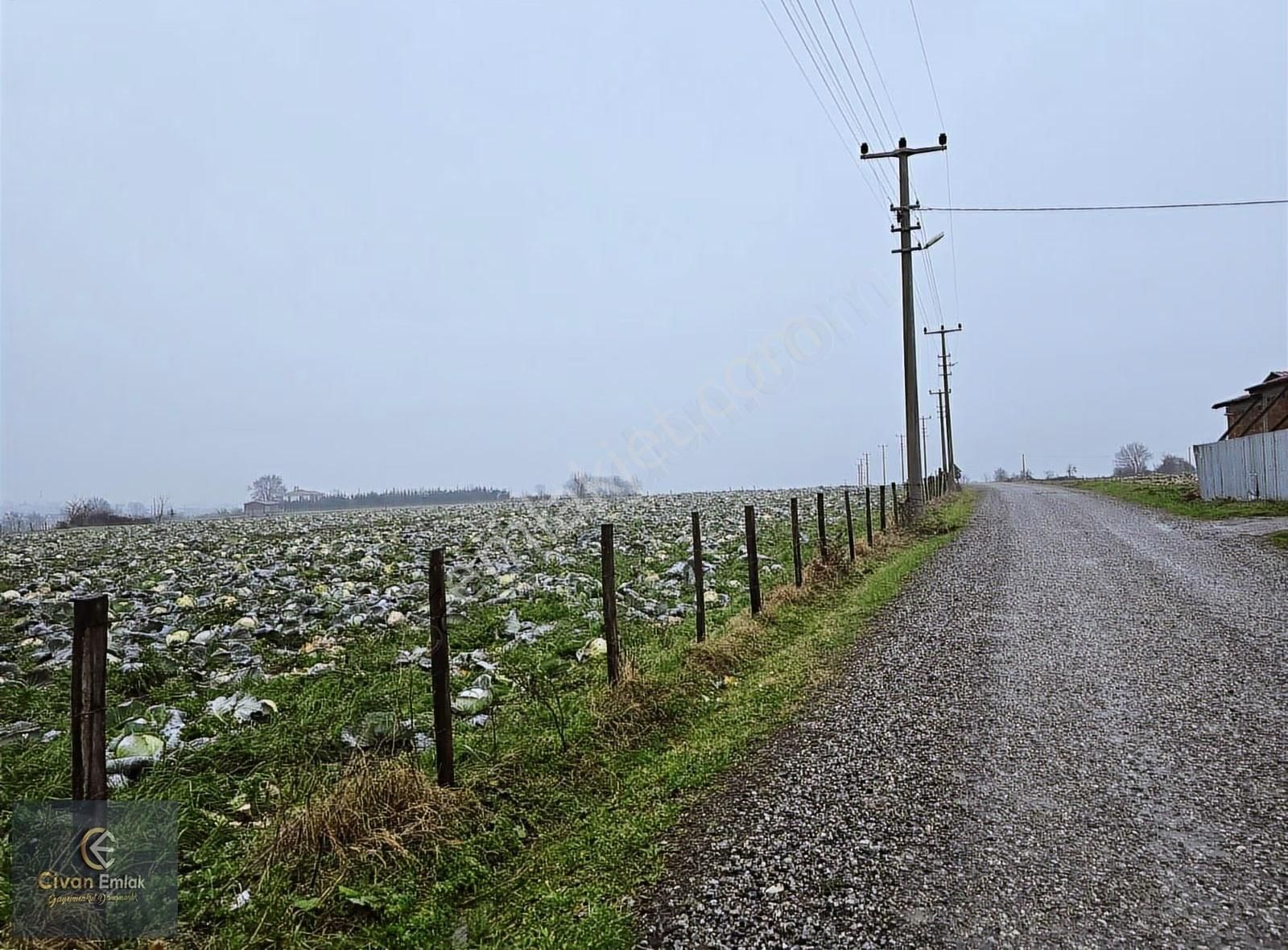 Civan'dan Bafra Osmanbeylide Köy Yerleşkesi İçerisinde Tarla - Görsel 4