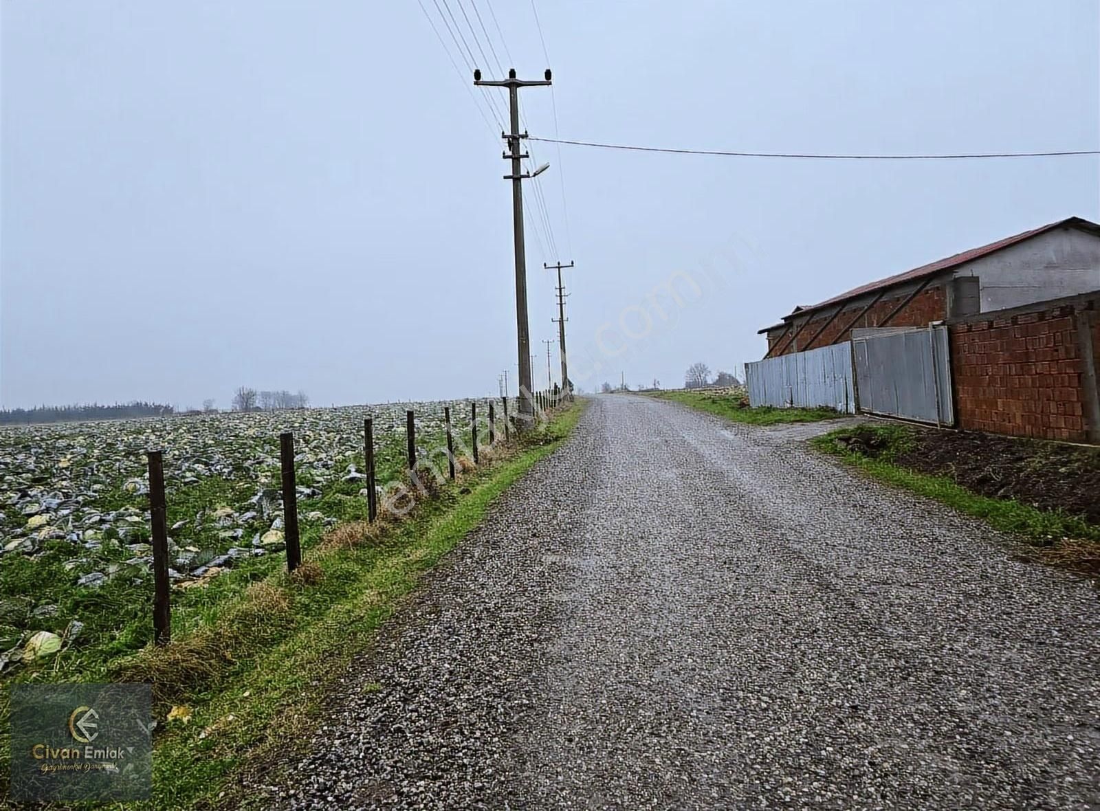 Civan'dan Bafra Osmanbeylide Köy Yerleşkesi İçerisinde Tarla