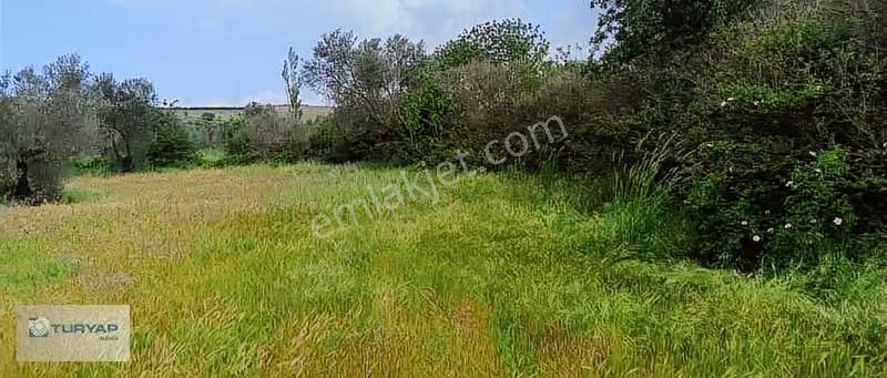Kalabak'ta Yola Yakın Tarla Fırsatı
