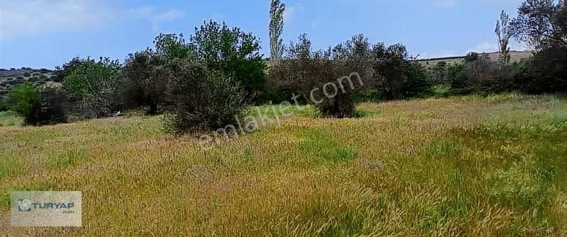Kalabak'ta Yola Yakın Tarla Fırsatı - Görsel 4