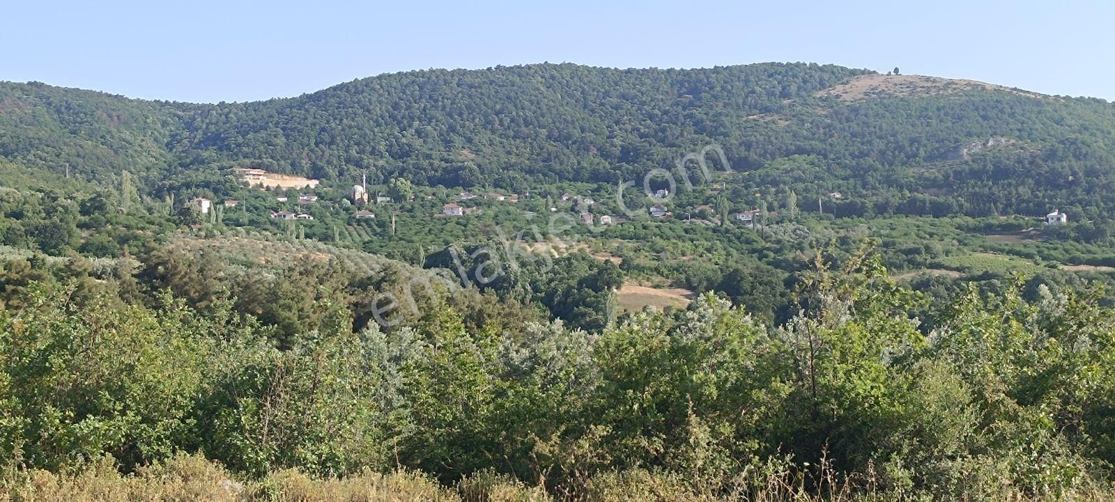 ️ Bursa İznik Çamdibinde Satılık Göl Manzaralı Bağ Ve Tarla! - Görsel 9