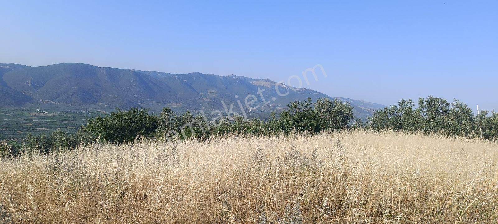 ️ Bursa İznik Çamdibinde Satılık Göl Manzaralı Bağ Ve Tarla!