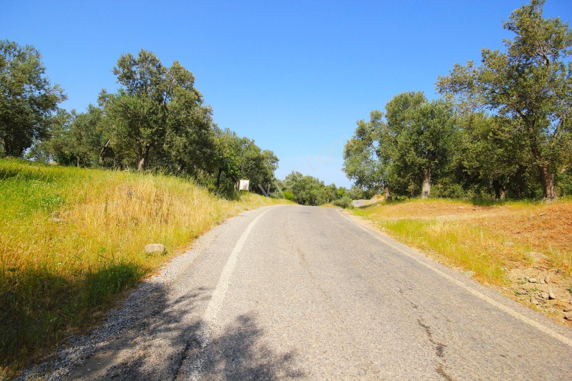 🟥aktif'ten Karadere'de Asfalt Yola Sıfır Olan 9 Adet Ağaçlı 362 M2 Satılık Zeytinlik - Görsel 30