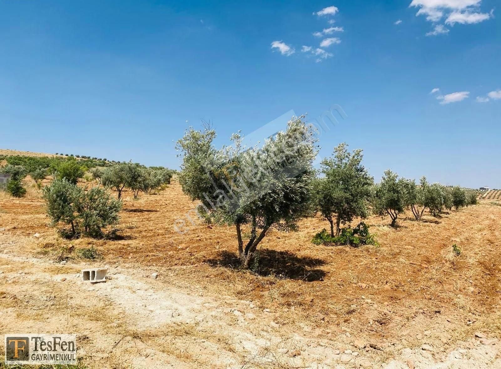 Tesfen Gayrimenkulden Oğuzeli Kurtuluşta Yatırımlık Zeytinlik - Görsel 11