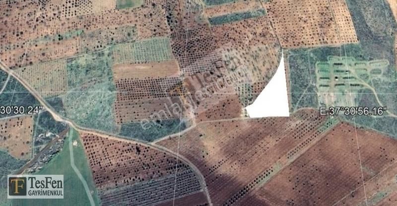 Tesfen Gayrimenkulden Oğuzeli Kurtuluşta Yatırımlık Zeytinlik - Görsel 7