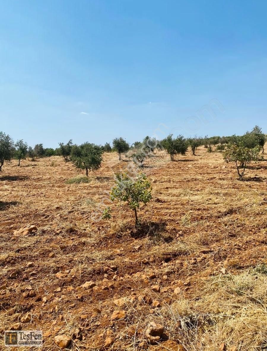 Tesfen Gayrimenkulden Oğuzeli Kurtuluşta Yatırımlık Zeytinlik - Görsel 8