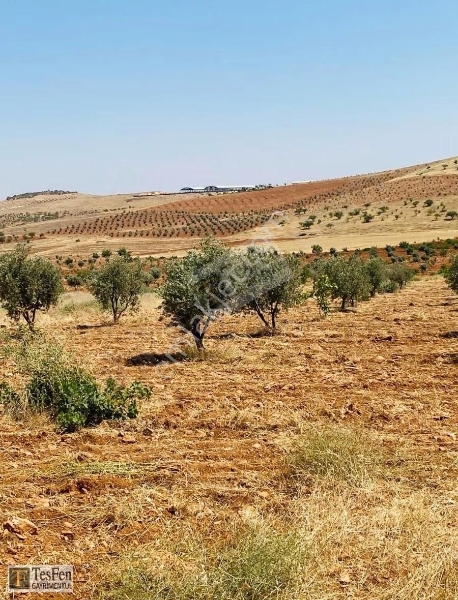 Tesfen Gayrimenkulden Oğuzeli Kurtuluşta Yatırımlık Zeytinlik - Görsel 2