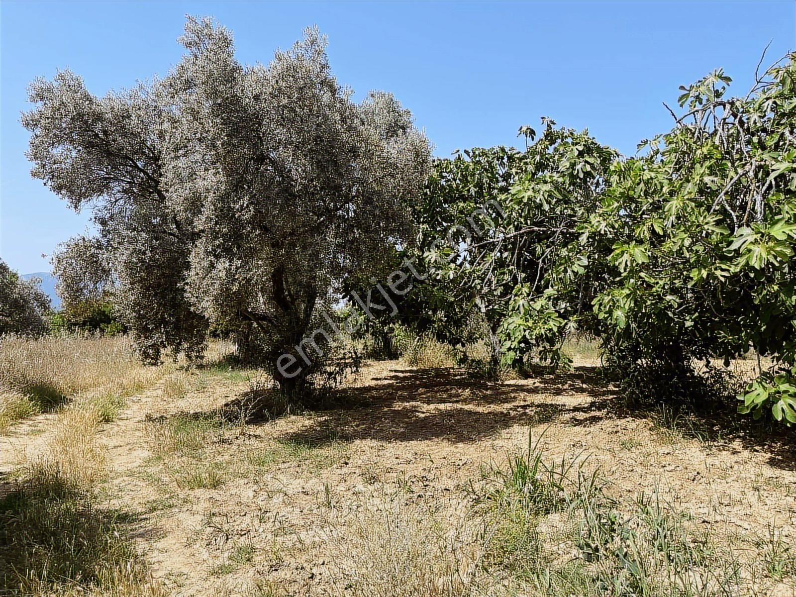 Torbalı Dirmil Mah 3463 M2 Müstakil Tek Tapu Tarla - Görsel 3