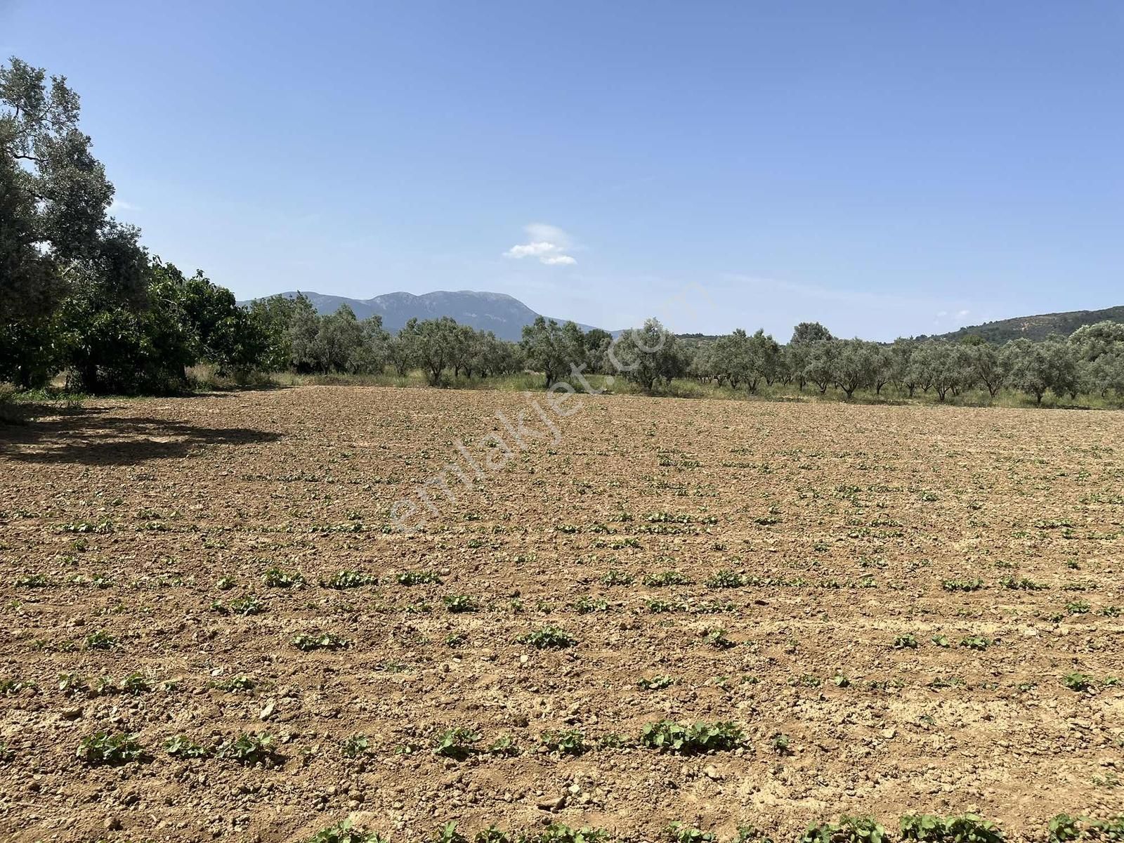 Torbalı Dirmil Mah 3463 M2 Müstakil Tek Tapu Tarla - Görsel 9