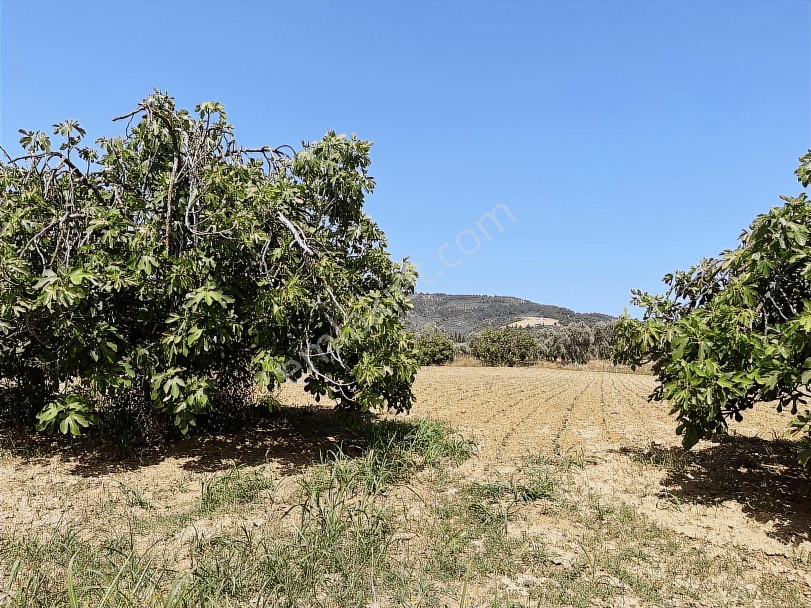 Torbalı Dirmil Mah 3463 M2 Müstakil Tek Tapu Tarla - Görsel 4