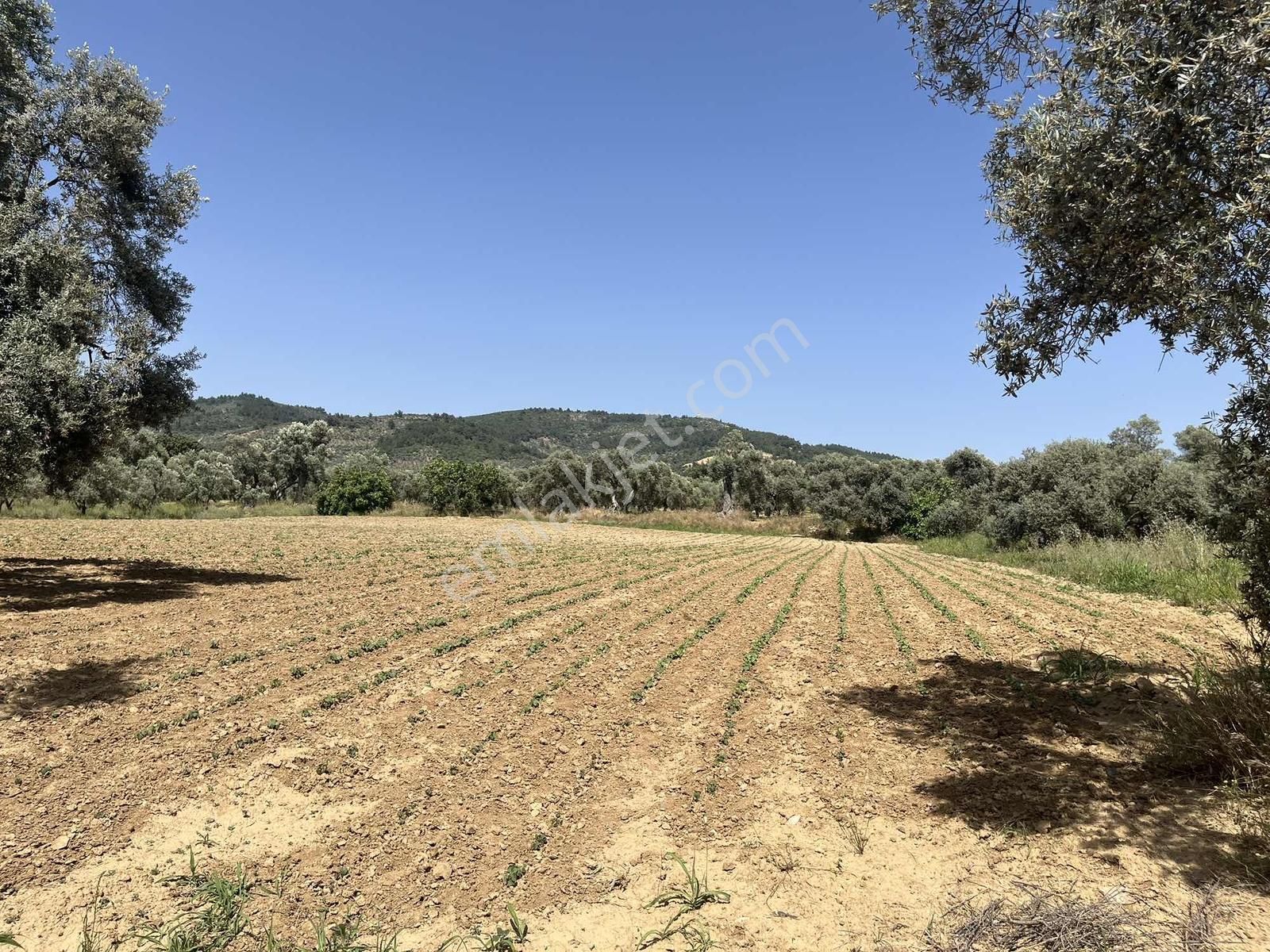 Torbalı Dirmil Mah 3463 M2 Müstakil Tek Tapu Tarla - Görsel 6