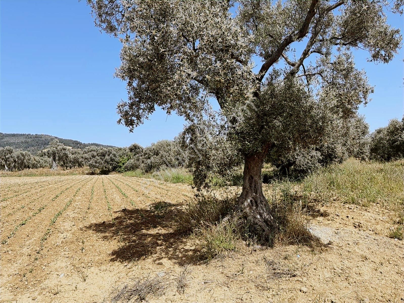 Torbalı Dirmil Mah 3463 M2 Müstakil Tek Tapu Tarla - Görsel 2