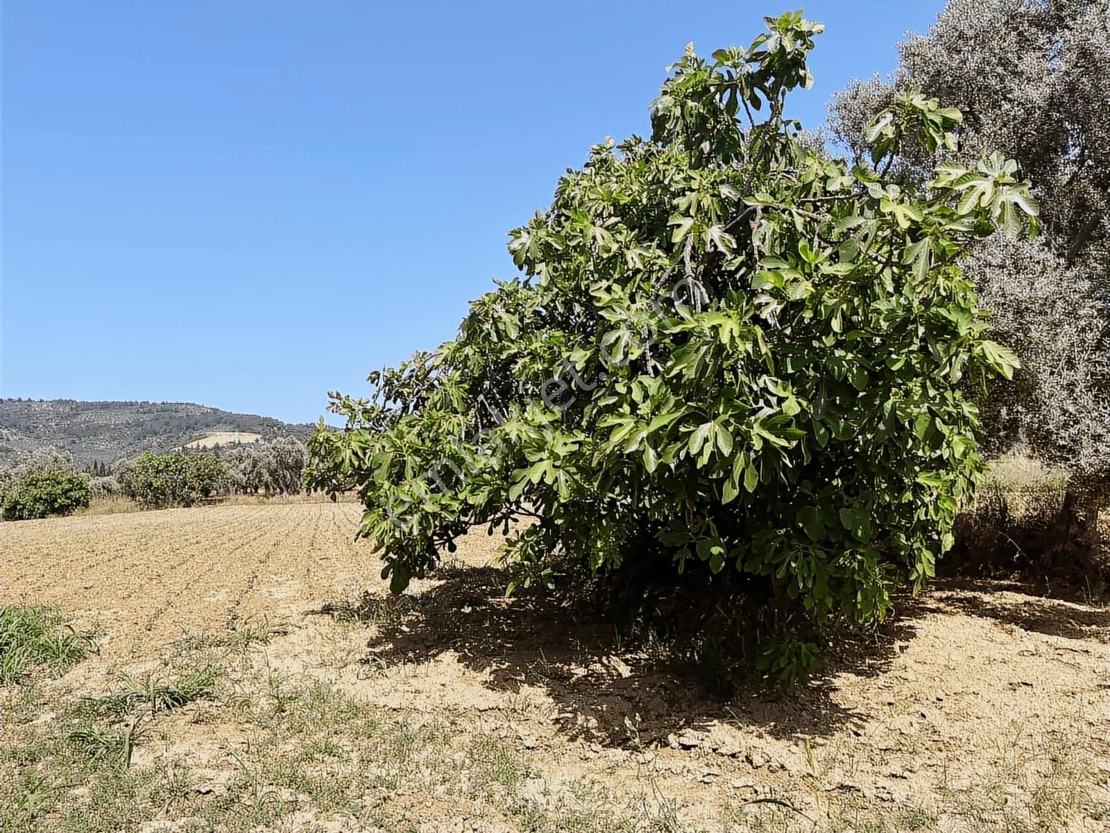 Torbalı Dirmil Mah 3463 M2 Müstakil Tek Tapu Tarla - Görsel 16