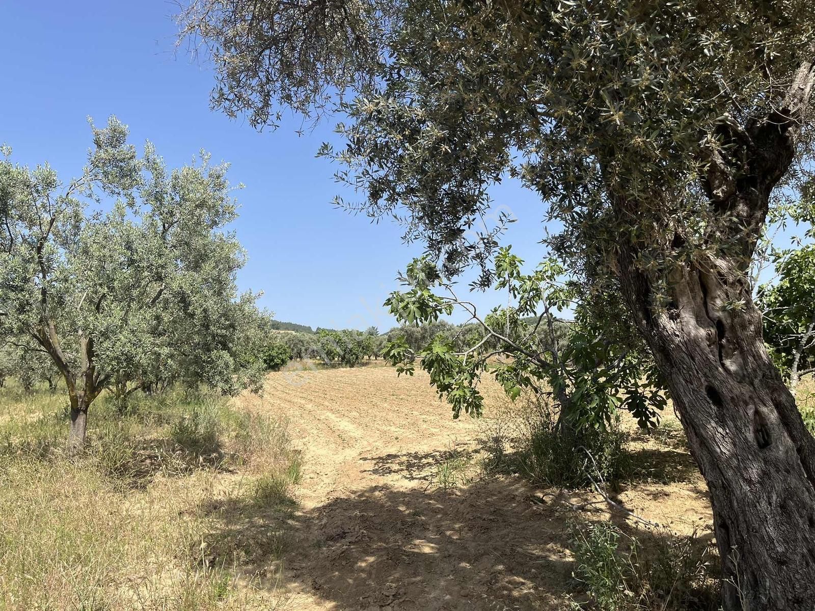 Torbalı Dirmil Mah 3463 M2 Müstakil Tek Tapu Tarla - Görsel 21