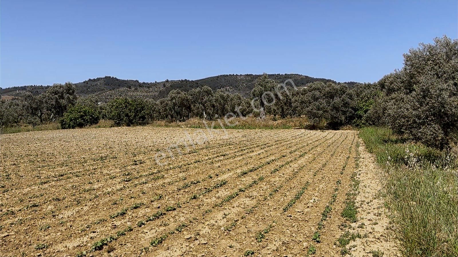 Torbalı Dirmil Mah 3463 M2 Müstakil Tek Tapu Tarla - Görsel 12