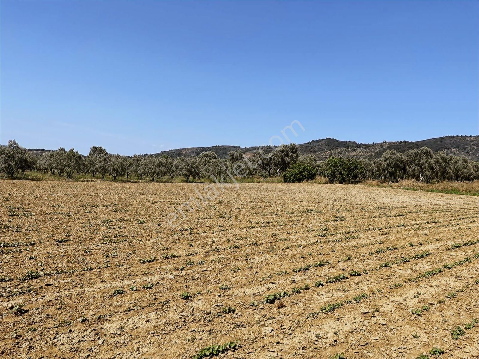 Torbalı Dirmil Mah 3463 M2 Müstakil Tek Tapu Tarla - Görsel 25