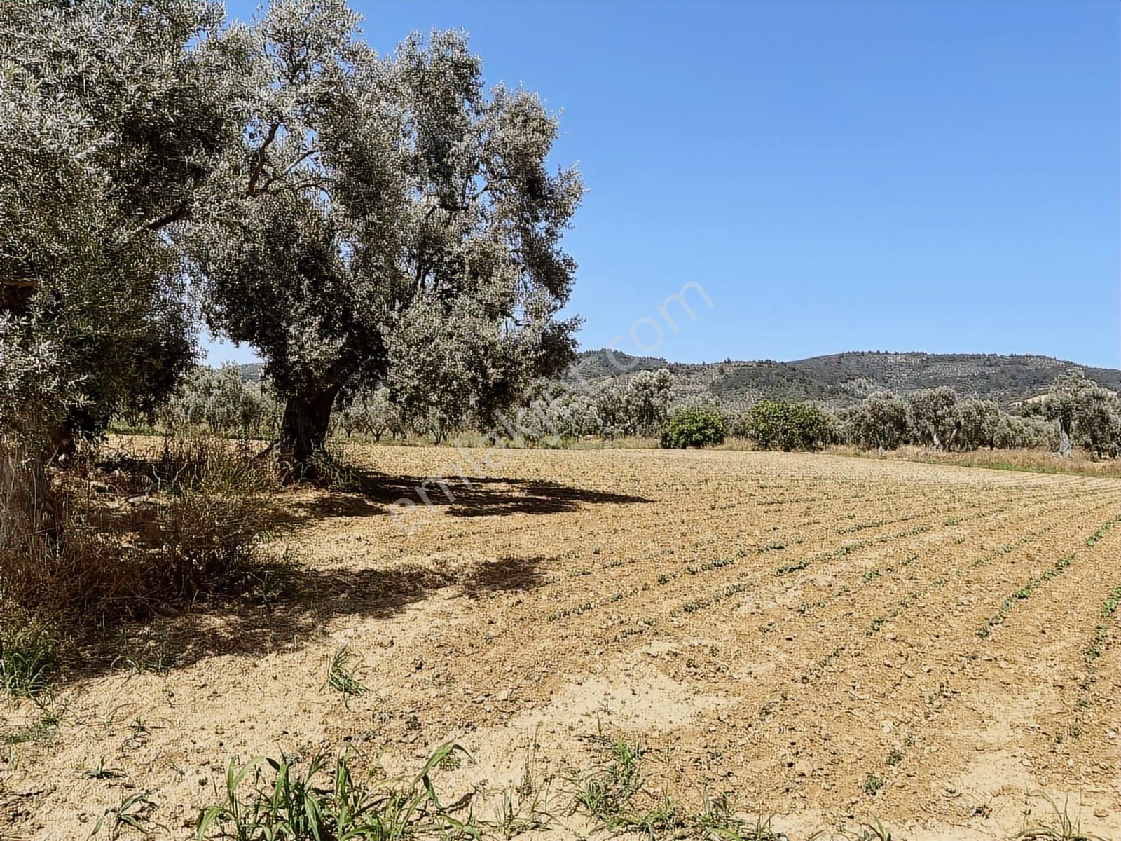 Torbalı Dirmil Mah 3463 M2 Müstakil Tek Tapu Tarla - Görsel 15