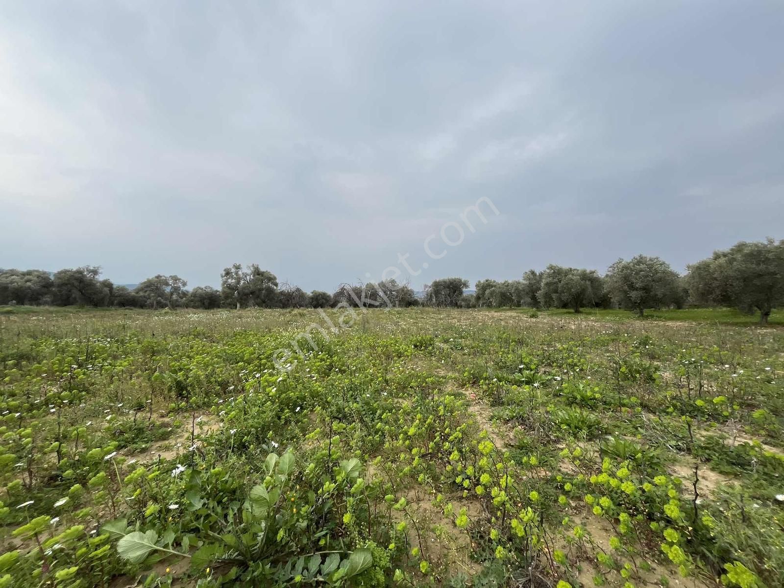 Torbalı Dirmil Mah 3463 M2 Müstakil Tek Tapu Tarla - Görsel 33