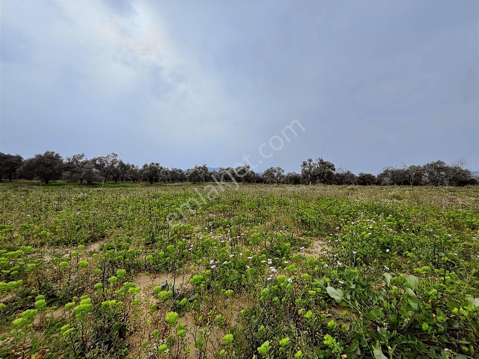 Torbalı Dirmil Mah 3463 M2 Müstakil Tek Tapu Tarla - Görsel 23