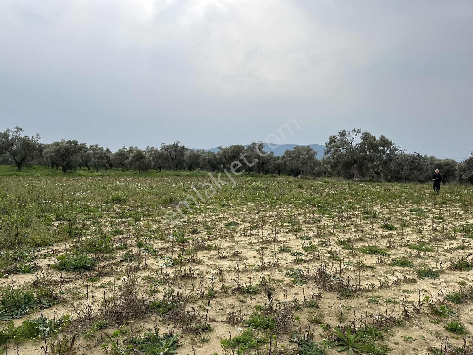 Torbalı Dirmil Mah 3463 M2 Müstakil Tek Tapu Tarla - Görsel 14