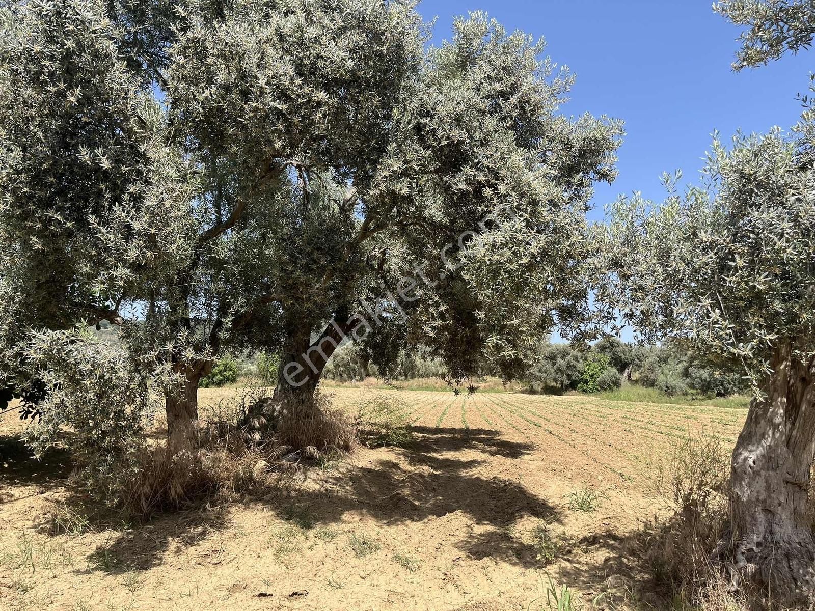 Torbalı Dirmil Mah 3463 M2 Müstakil Tek Tapu Tarla - Görsel 19