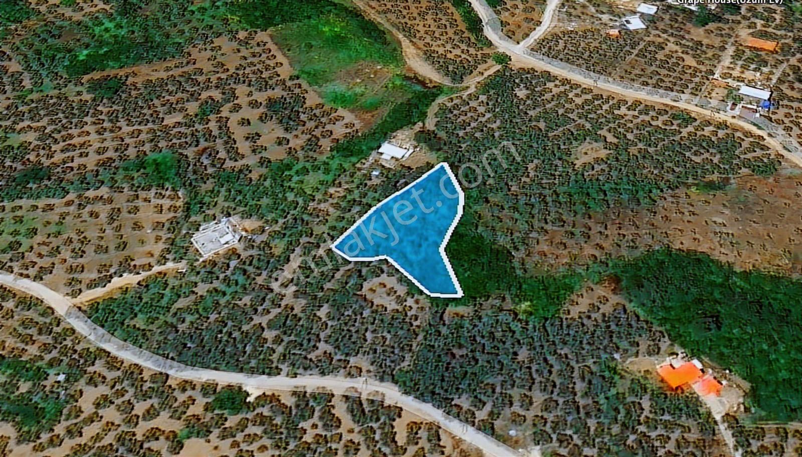 Mudanya Çepni'de Deniz Manzaralı Zeytinlik - Görsel 2