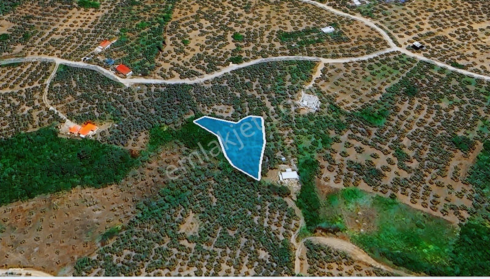 Mudanya Çepni'de Deniz Manzaralı Zeytinlik - Görsel 3