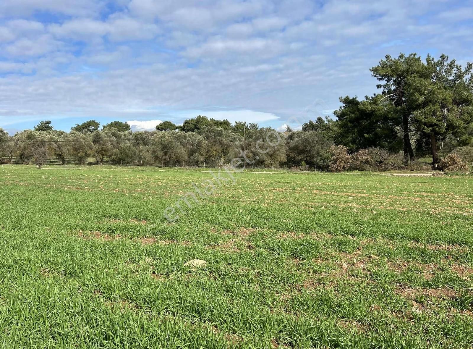 Ezine Akköyde Yatırım Ve Tarım İçin Kaçırılmayacak Fırsat! - Görsel 30