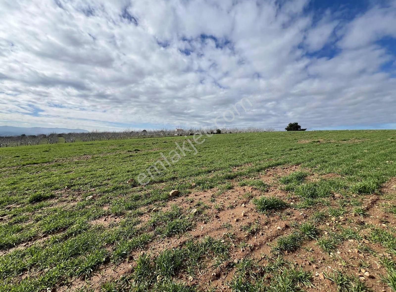 Ezine Akköyde Yatırım Ve Tarım İçin Kaçırılmayacak Fırsat! - Görsel 29