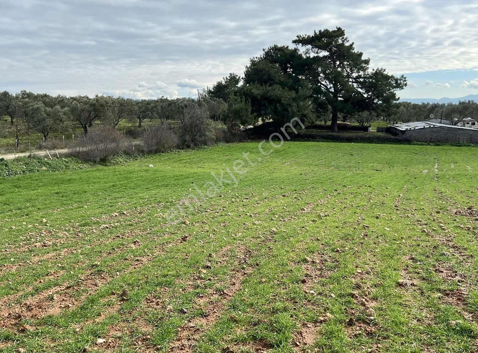 Ezine Akköyde Yatırım Ve Tarım İçin Kaçırılmayacak Fırsat! - Görsel 31