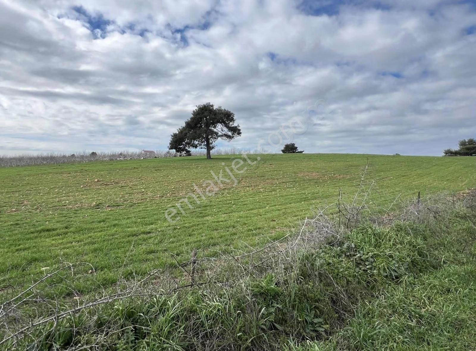 Ezine Akköyde Yatırım Ve Tarım İçin Kaçırılmayacak Fırsat! - Görsel 32