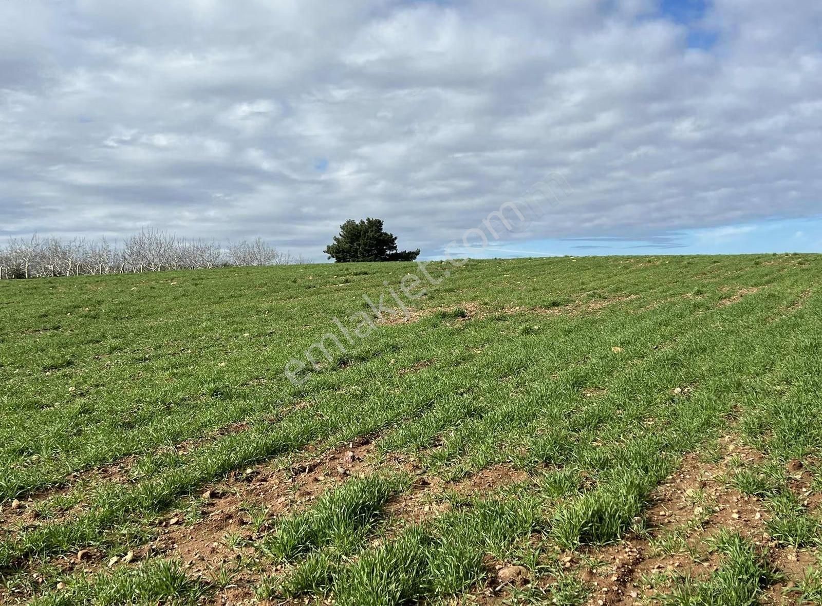 Ezine Akköyde Yatırım Ve Tarım İçin Kaçırılmayacak Fırsat! - Görsel 10