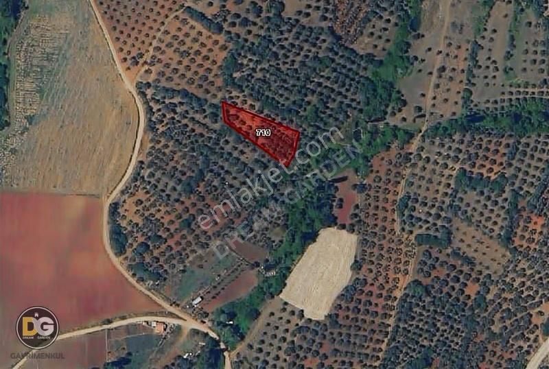 Bursa Karacabey Doğla 1550m² Tek Tapu Zeytinlik