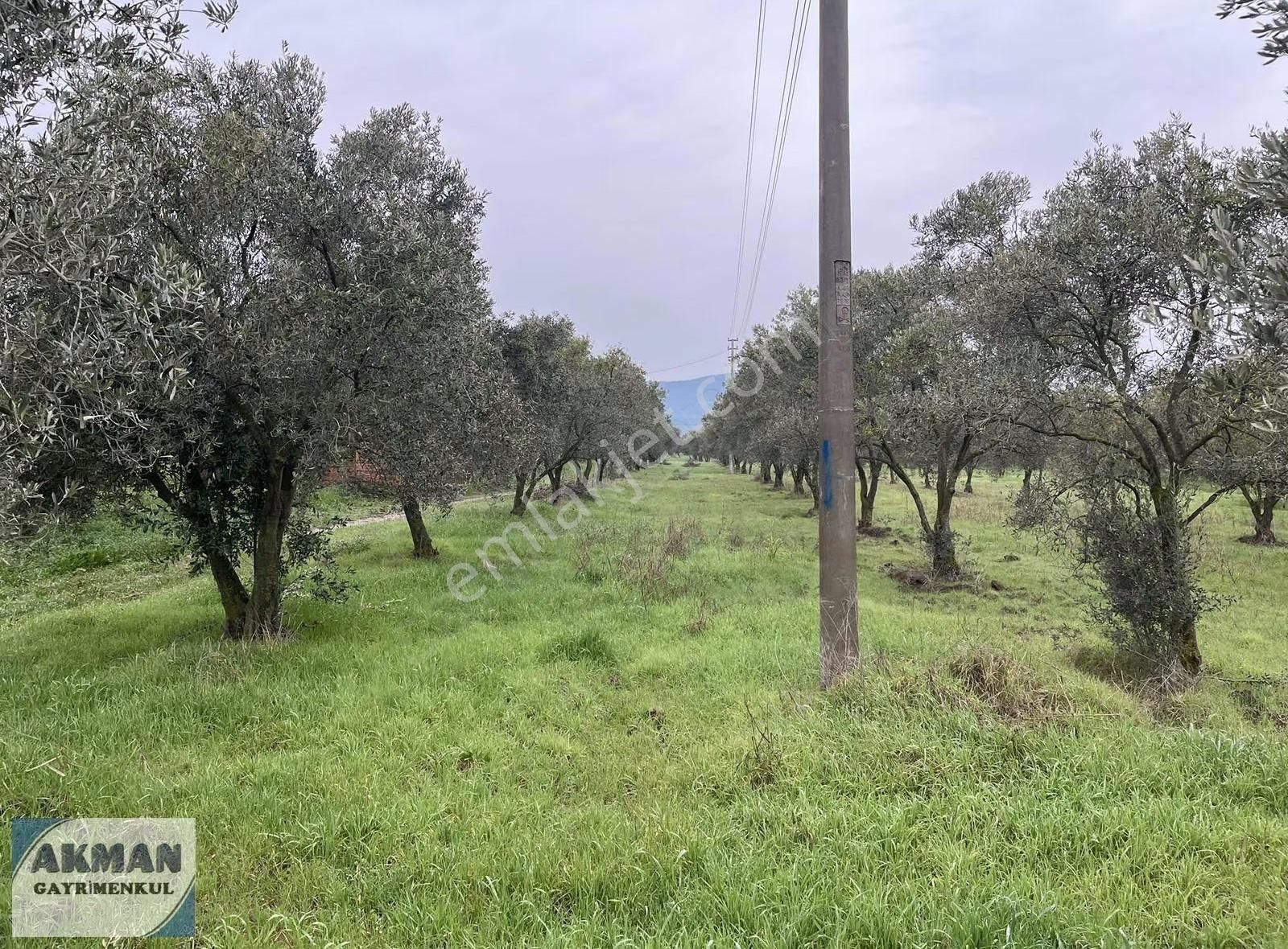 Yeniceköy 2.550 M2 Satılık Zeytin Lik - Görsel 9
