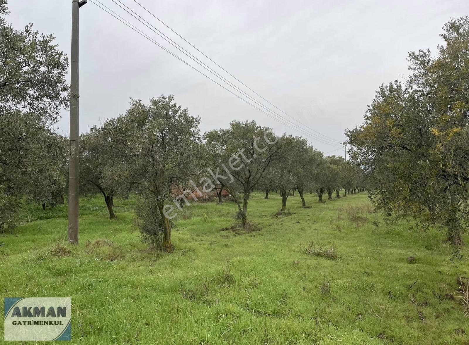 Yeniceköy 2.550 M2 Satılık Zeytin Lik - Görsel 8