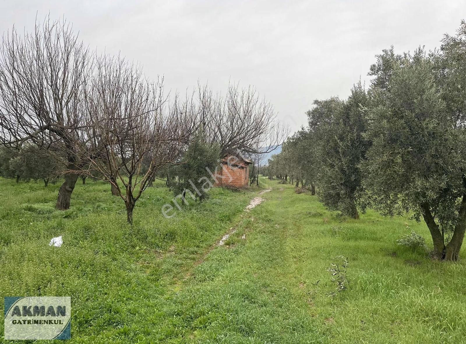 Yeniceköy 2.550 M2 Satılık Zeytin Lik - Görsel 7