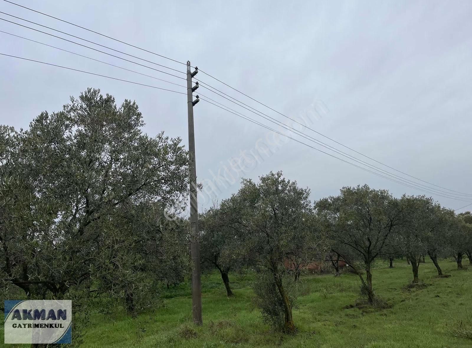 Yeniceköy 2.550 M2 Satılık Zeytin Lik - Görsel 10