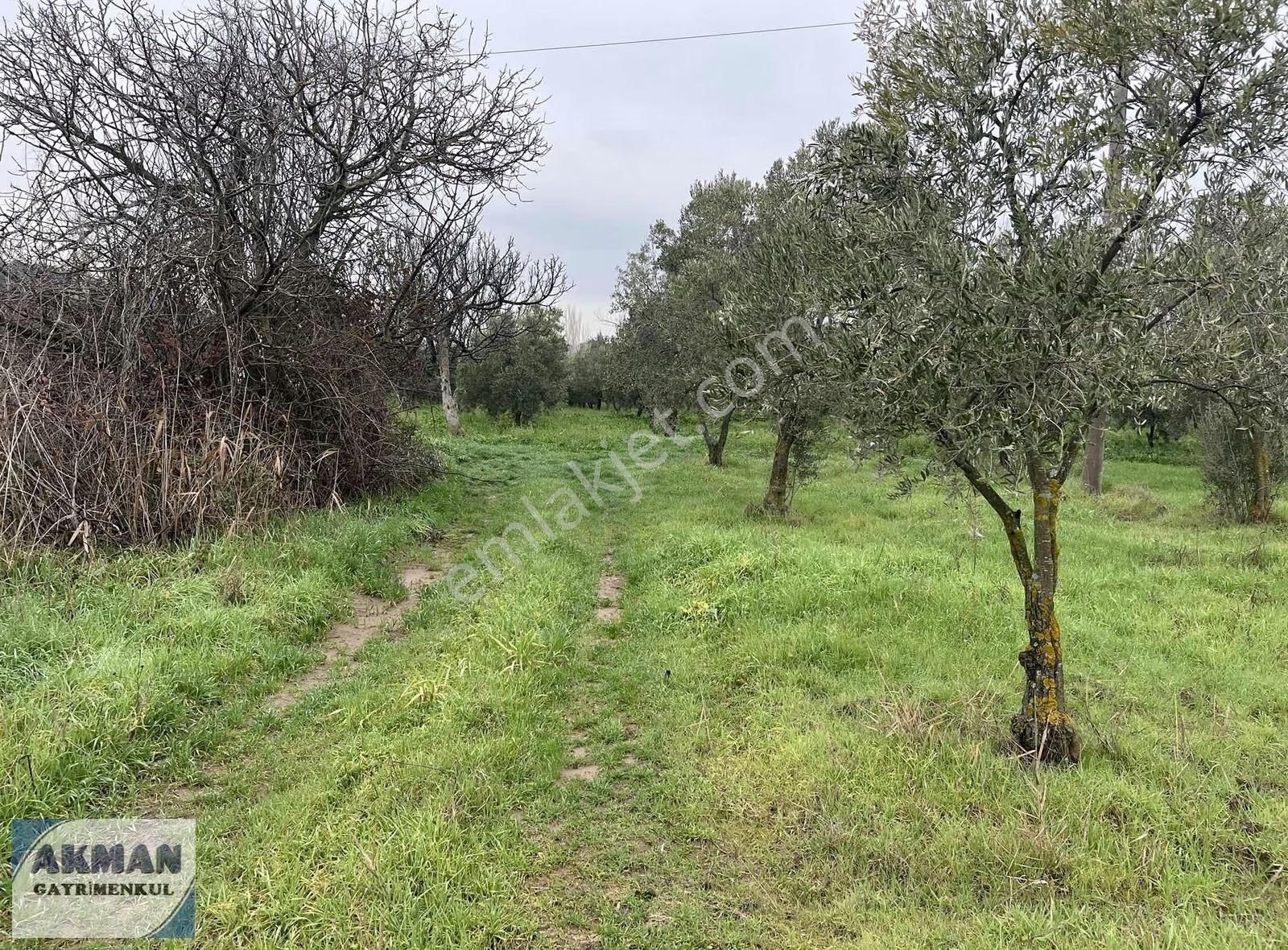 Yeniceköy 2.550 M2 Satılık Zeytin Lik - Görsel 6