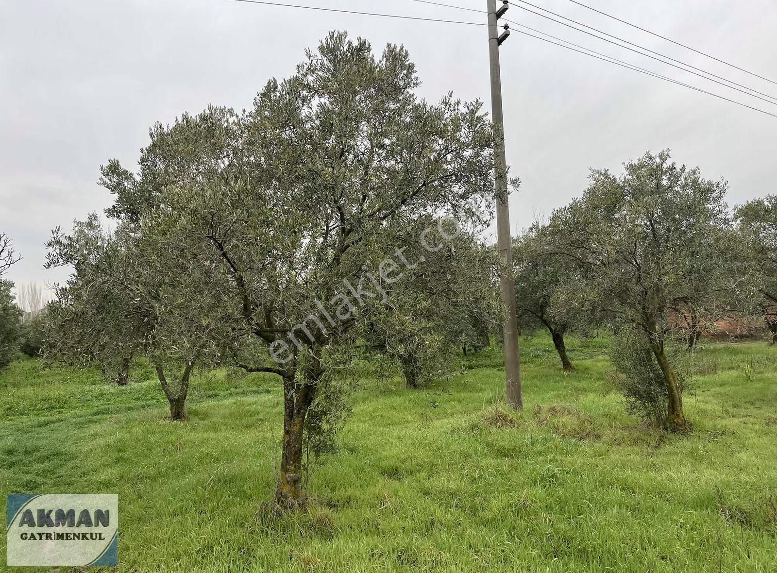 Yeniceköy 2.550 M2 Satılık Zeytin Lik - Görsel 13