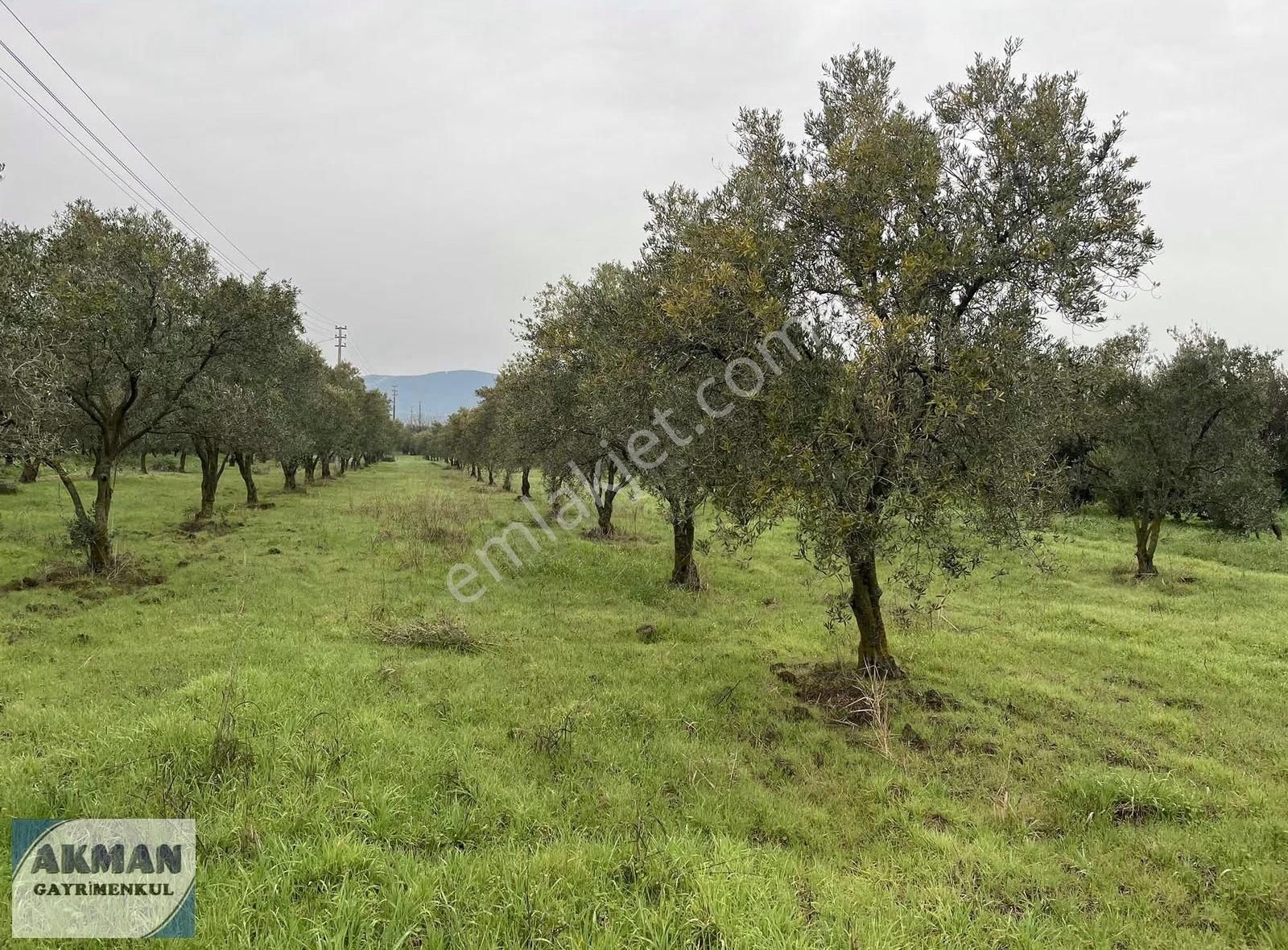 Yeniceköy 2.550 M2 Satılık Zeytin Lik