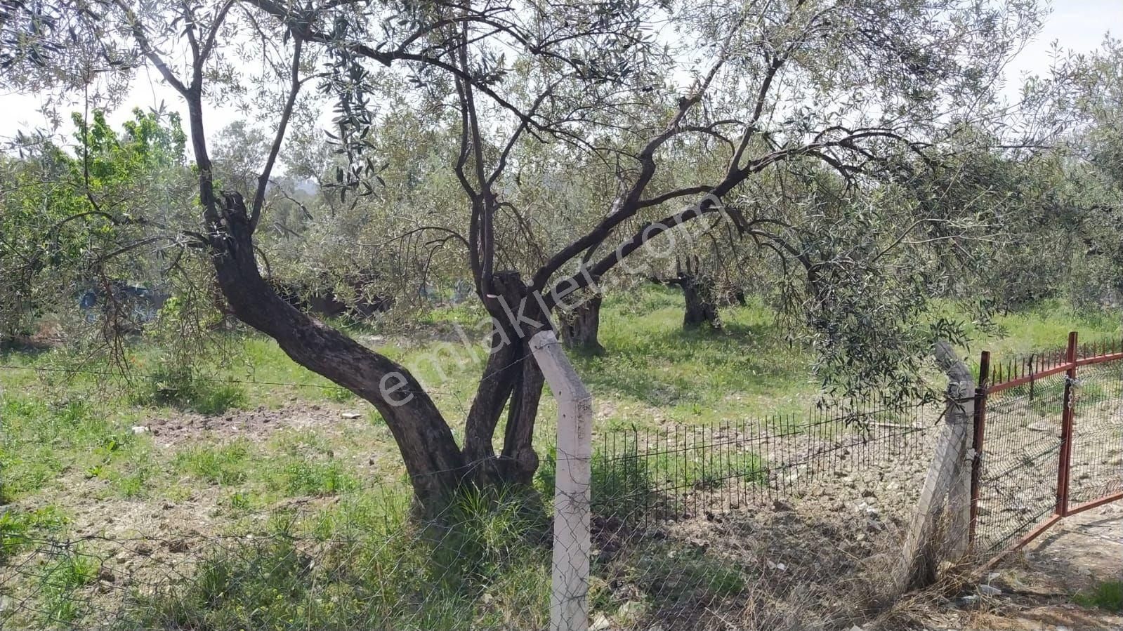 Ayvalık, Murateli Köyünde Satılık Zeytinlik - Görsel 8