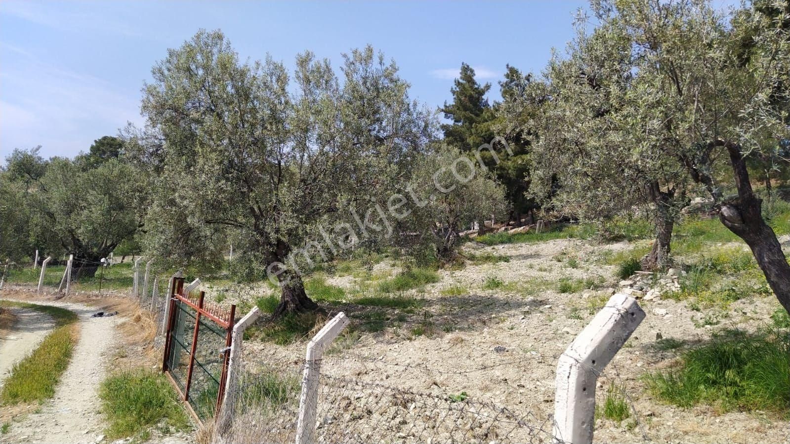 Ayvalık, Murateli Köyünde Satılık Zeytinlik - Görsel 4