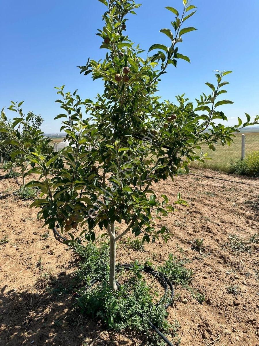 Meram'da Doğayla İç İçe, Yetişmiş Ağaçlı, Hazır Kurulu Düzen !!! - Görsel 22