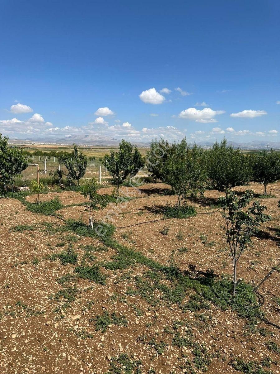 Meram'da Doğayla İç İçe, Yetişmiş Ağaçlı, Hazır Kurulu Düzen !!! - Görsel 4