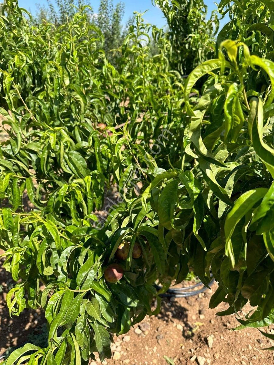 Meram'da Doğayla İç İçe, Yetişmiş Ağaçlı, Hazır Kurulu Düzen !!! - Görsel 21