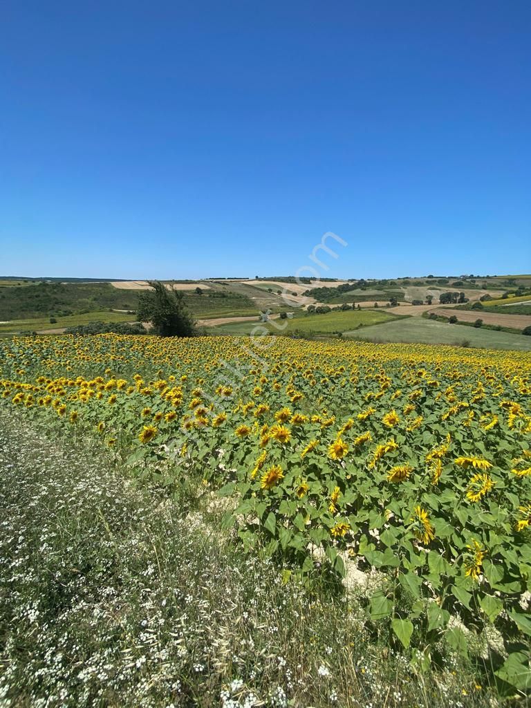 Remax Ahmet'ten Satılık 1.362 M2 Tarla Arnavutköy/yassıören Mh. - Görsel 11